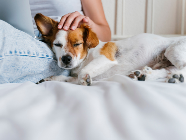 dog on bed being petted by woman